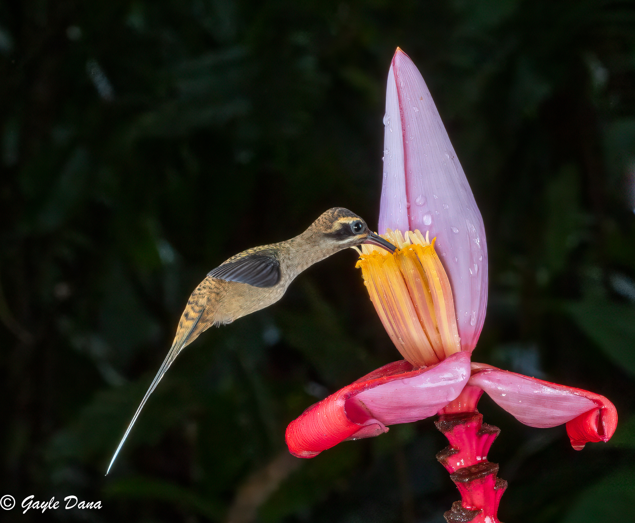 Long billed Hermit with flower